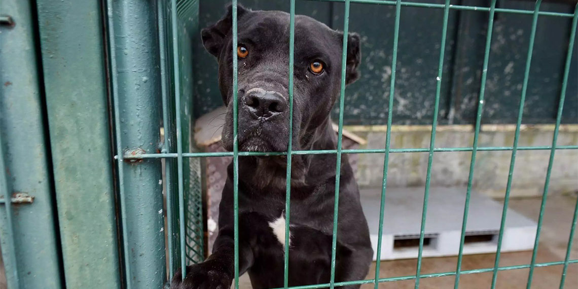 Türkiye Barolar Birliği Hayvan Hakları Yürütme Kurulu Üyesi Avukat Gülsaniye Ekmekçi, “Böyle bir yasa çıkarsa toplumsal barış çok ağır yara alır. Yaşam hakkı kutsaldır, bütün canlılar yaşam hakkı karşısında eşit haklara sahiptir” ifadelerini kullandı.
