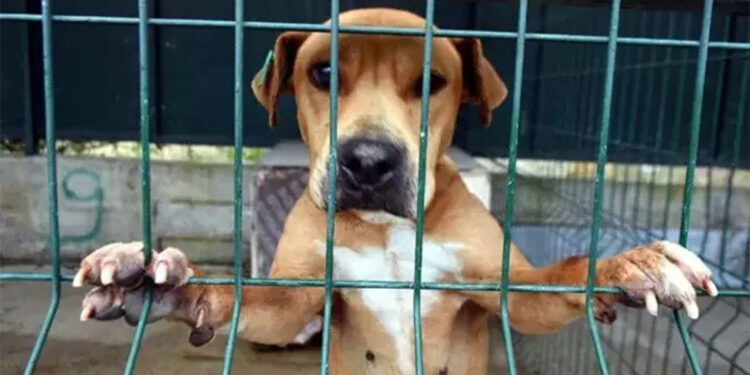 Sokak hayvanlarının tehlikeli olduğu düşünülmüyor