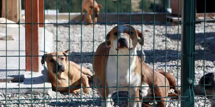 Bütün canlılar yaşam hakkı karşısında eşit haklara sahiptir