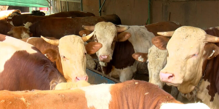 Pazarlar kuruluyor; Büyükbaş fiyatları 80 bin ile 180 bin lira arasında