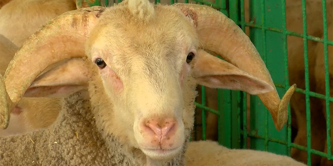 Pazarlar kuruluyor; Büyükbaş fiyatları 80 bin ile 180 bin lira arasında