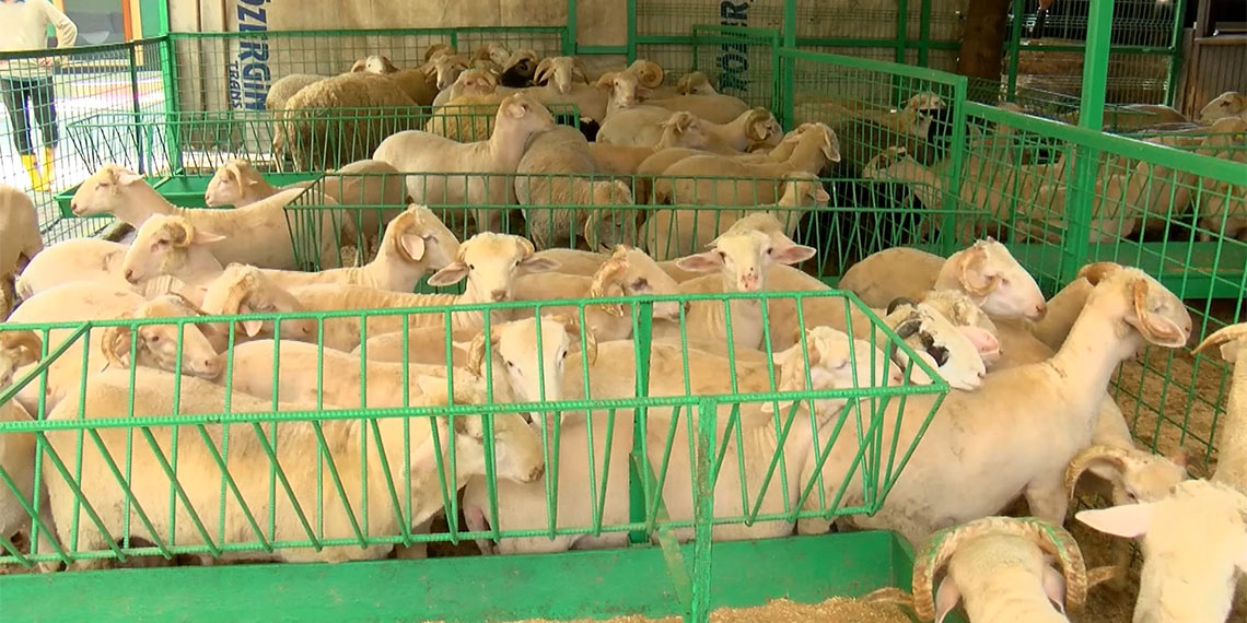 Kurban pazarları kurulmaya başladı; kurbanlıklar 1 Haziran’da İstanbul’da. Büyükbaş fiyatları 80 bin ile 180 bin lira arası değişiyor.