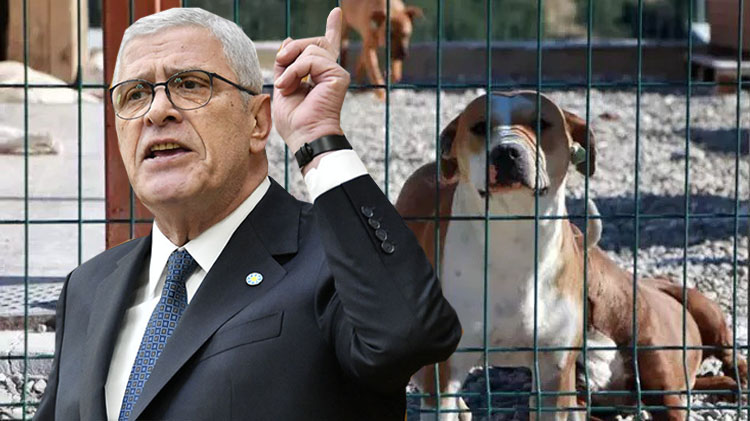 Bir hayvanı uyutmanın maliyeti kısırlaştırma maliyetinin 3 katı