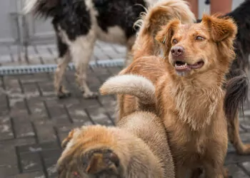 Başıboş sokak köpekleri muamması