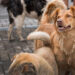 Başıboş sokak köpekleri muamması