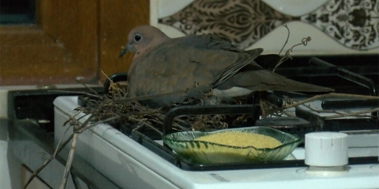 Kumru mutfağa yuva yaptı; 4 gündür mutfağa girmiyorlar