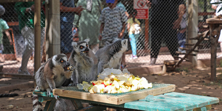 Hayvanlar buzlu meyve kokteylleri ile serinliyor