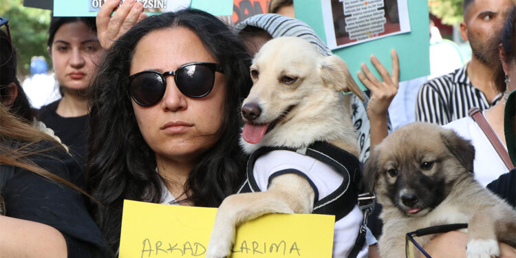 Şanlıurfa'da sokak hayvanları için eylem