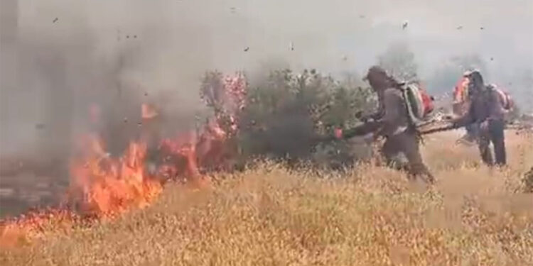 Nusaybin'de ağaçlıklı alanda çıkan yangın söndürüldü