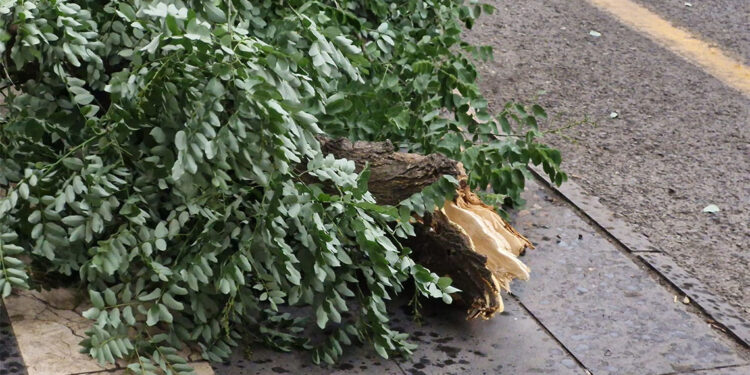 Diyarbakır'da kuvvetli rüzgar, ağaçlar devrildi