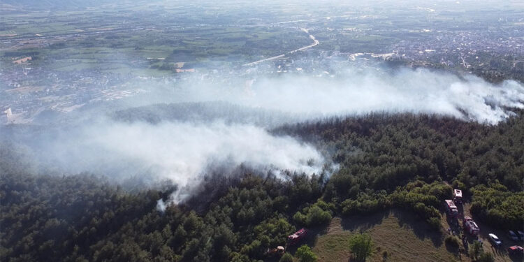 Niksar'da orman yangını