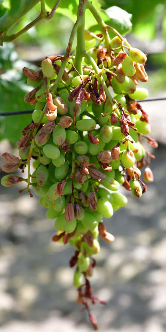 Alaşehir'deki dolunun bilançosu ortaya çıktı; Dolu ve fırtına nedeniyle yaklaşık 20 bin dekar üzüm bağında hasar oluştuğu belirtildi.