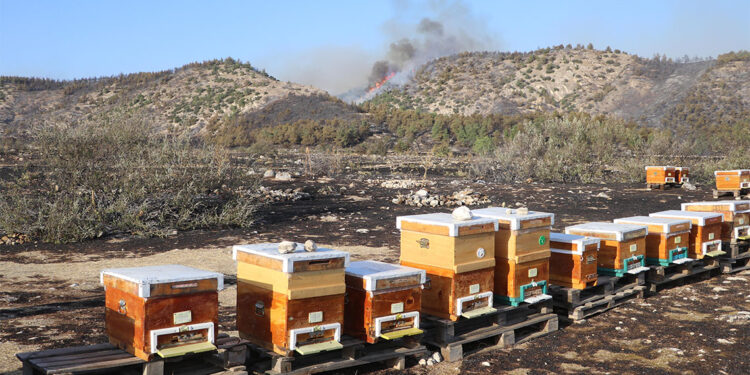 Arıları uzaklaştırmak için tütsü yaktı, çıkan yangın ormana sıçradı