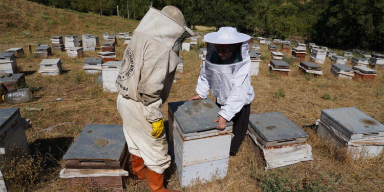 Üniversiteli Eylem, yılda 12 tona yakın bal üretiyor