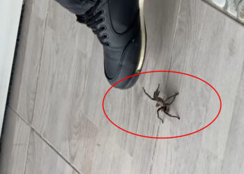 Şırnak'ta zeytuni Orta Doğu tarantulası görüntülendi