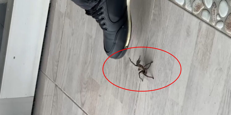 Şırnak'ta zeytuni Orta Doğu tarantulası görüntülendi