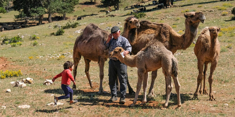 Sarıkeçili Yörükleri yaz ayını ormanda geçiriyor