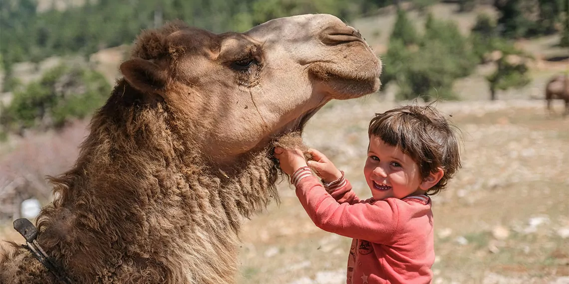 Mersin'in bozyazı ilçesinden nisanda develerle yola çıkıp konya'da toros dağları eteklerinde develeri ve keçileriyle konar-göçer hayatı süren sarıkeçili yörükleri yaz ayını ormanda geçiriyor.