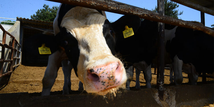 Şap vakaları yüzde 53 oranında azaldı