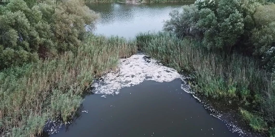 Bursa ovası'nı tek başına besleyen ve yıllardır kirliliğine çözüm bulunamayan nilüfer çayı'ndaki toplu balık ölümleri endişe yarattı.