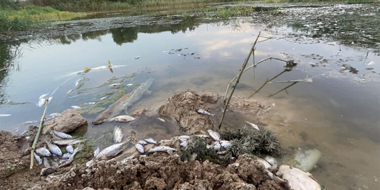 Nilüfer Çayı'ndaki toplu balık ölümleri endişe yarattı