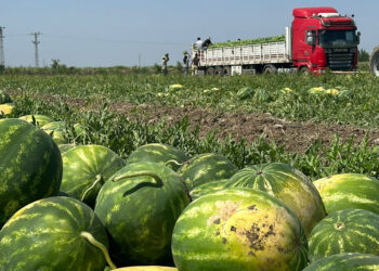 Aşırı sıcaklar karpuzun tadını kaçırdı