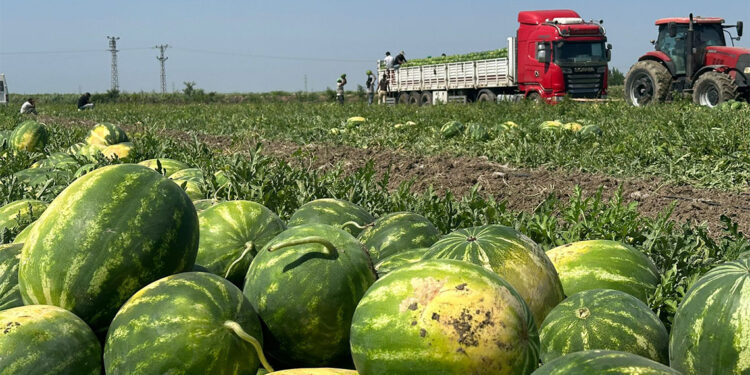 Aşırı sıcaklar karpuzun tadını kaçırdı