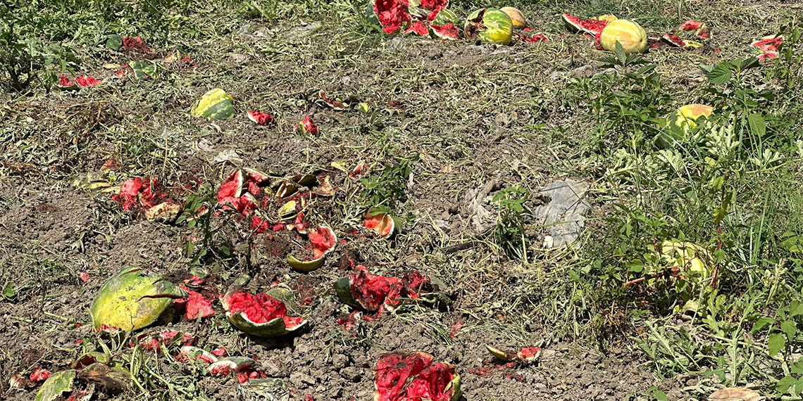 Son 1 haftadır mevsim normallerinin üzerinde seyrederek 45 dereceye ulaşan aşırı sıcaklar karpuzun tadını kaçırdı; fiyatı 2 kat arttı.