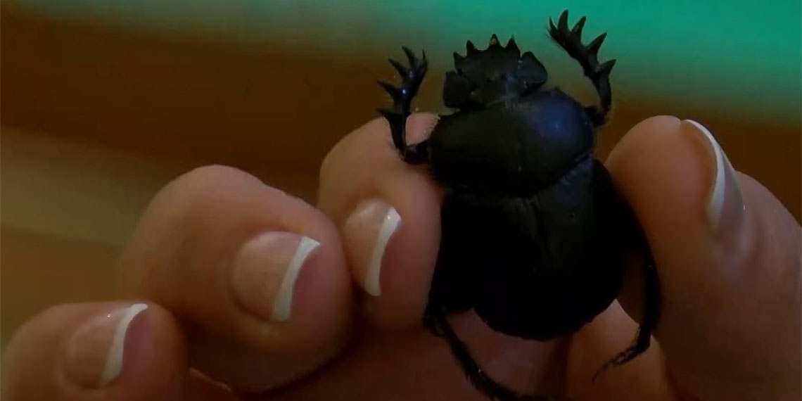 Bok böcekleri yeryüzünü temizlerken toprağın gübrelenmesini sağlıyor