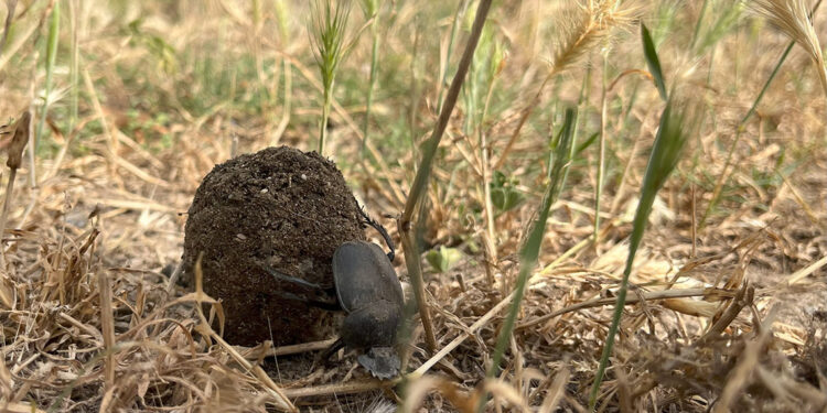 Bok böcekleri yeryüzünü temizlerken toprağın gübrelenmesini sağlıyor