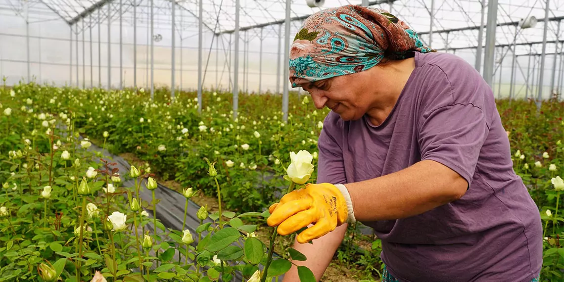 Samsun'da yaşayan 3 çocuk annesi hanife aydın (49), 2023 yılında tarım ve kırsal kalkınmayı destekleme kurumu'ndan (tkdk) aldığı 1 milyon 100 bin tl hibe desteğiyle 3 milyon 400 bin liralık yatırım yaparak, yılda 1. 5 milyon dal gül üretmeye başladı.