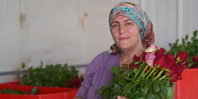 3 çocuk annesi yılda 1.5 milyon dal gül üretmeye başladı