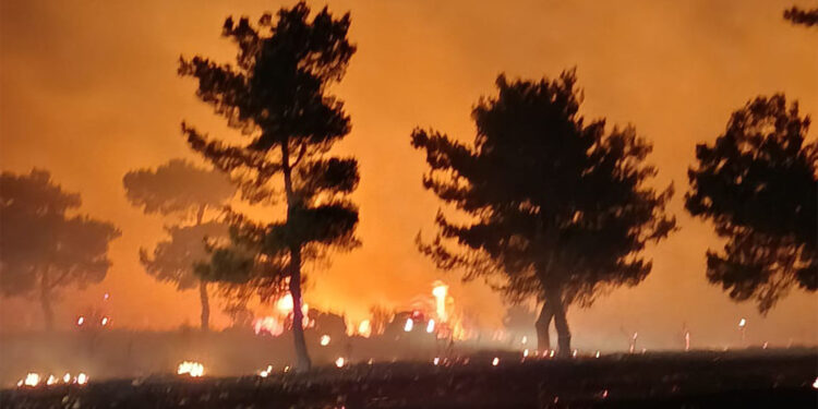 Tarım arazisinde başlayan yangın ormana sıçradı