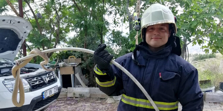 Evlere giren yılanlar tedirgin etti