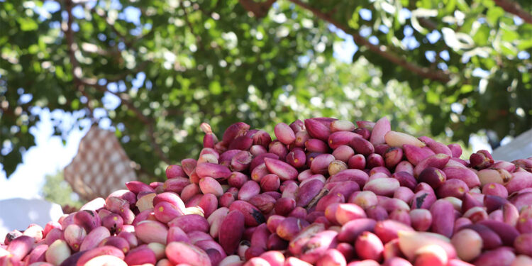 Antep fıstığında 'beyaz sinek' endişesi