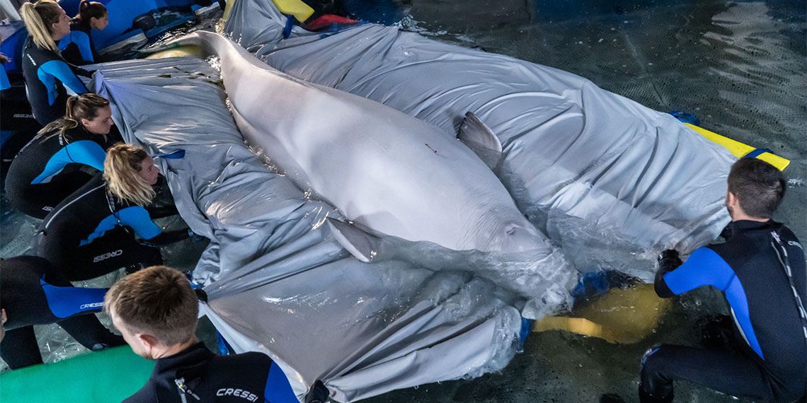 Ukrayna'da aylar süren planlamalardan sonra benzeri görülmemiş operasyonla iki balina çatışma bölgesi Harkiv'den kurtarıldı.