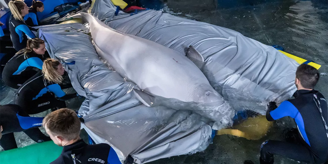 Ukrayna'da aylar süren planlamalardan sonra benzeri görülmemiş operasyonla iki balina çatışma bölgesi harkiv'den kurtarıldı.