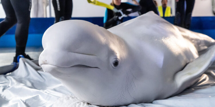 İki balina çatışma bölgesi Harkiv'den kurtarıldı