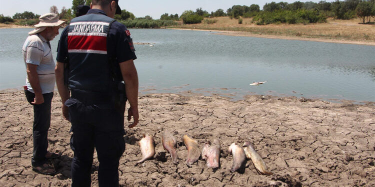 Küçükdöllük köyündeki gölette toplu balık ölümleri