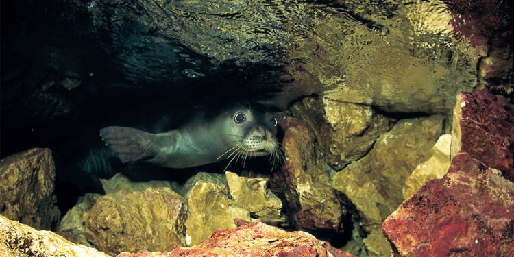 Akdeniz foklarına kürek sörfü tehdidi