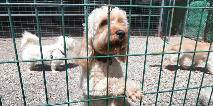 Evcil hayvan otellerinde yuvaya dönüş heyecanı