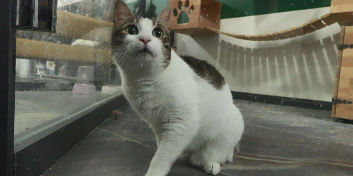 Kurban Bayramı tatili boyunca evcil hayvanlara yönelik barınma ve bakım hizmeti veren evcil hayvan otellerinde yuvaya dönüş heyecanı başladı.