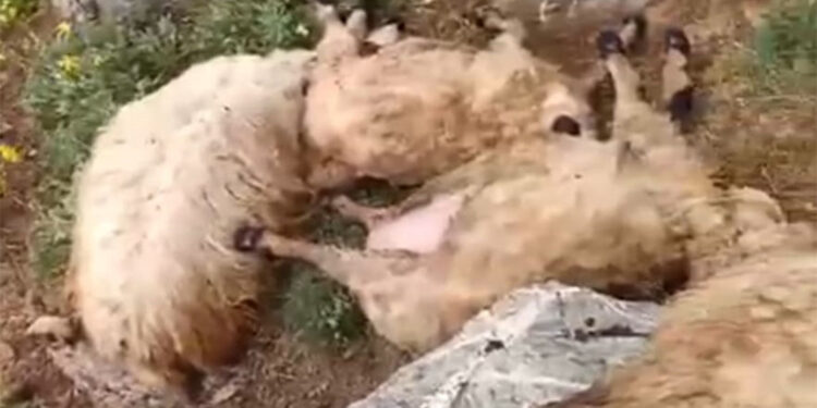 Yaylaya yıldırım düştü 23 koyun öldü