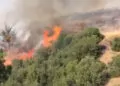 Manisa'da çıkan orman yangını söndürüldü