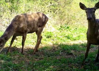 Bursa'da yaban hayatı fotokapanlarla görüntülendi