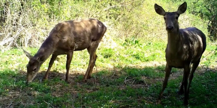 Bursa'da yaban hayatı fotokapanlarla görüntülendi