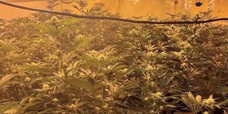 İngiltere'de kenevir çiftliği tespit edildi