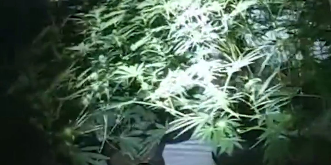 İngiliz polisi (MET), termal kameralı dronla havadan izledikleri başkent Londra’da bina içinde kenevir çiftliği tespit ederek kapattı.