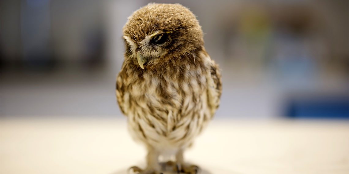 Uzman veteriner hekim Gökçe Coşkun, 'Kuş Buldum AI' isimli, temelleri ChatGPT-4'e dayanan bir uygulama oluşturdu.