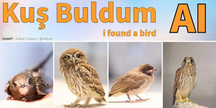 'Kuş Buldum AI' uygulamasıyla kuş tedavisi